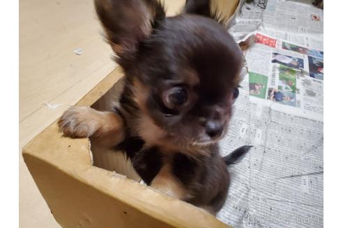 成約済の愛知県のチワワ(ロングコート)-152010の4枚目