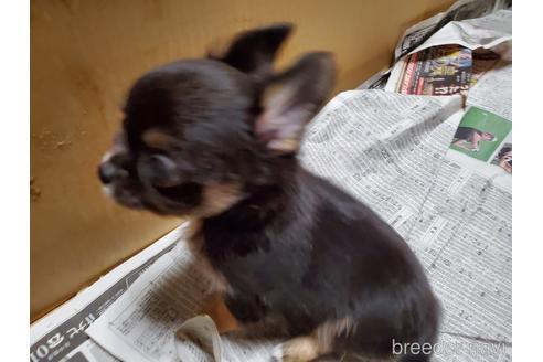 成約済の愛知県のチワワ(ロングコート)-152010の5枚目