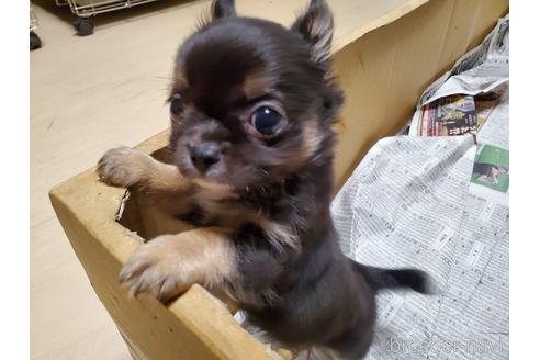 成約済の愛知県のチワワ(ロングコート)-152010の6枚目