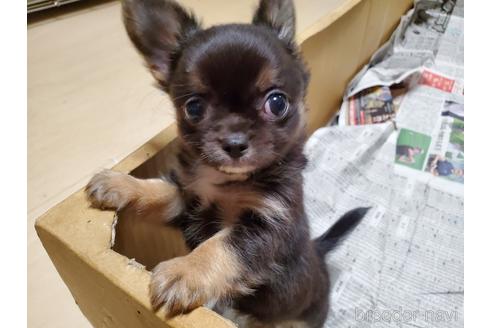 成約済の愛知県のチワワ(ロングコート)-152010の2枚目