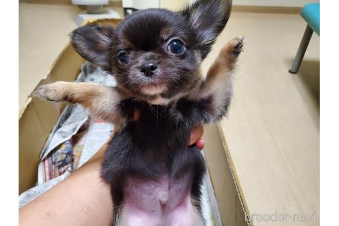 成約済の愛知県のチワワ(ロングコート)-152010の3枚目