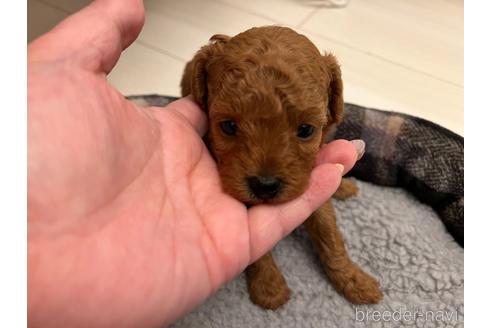 成約済の千葉県のティーカッププードル-152843の25枚目