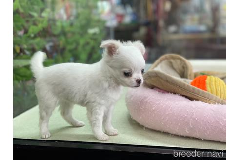 成約済の京都府のチワワ(ロングコート)-151827の3枚目