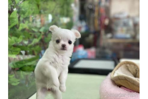 成約済の京都府のチワワ(ロングコート)-151827の4枚目