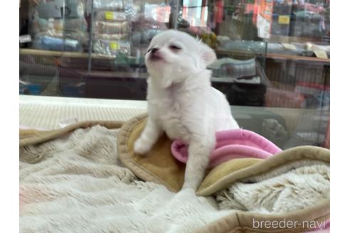 成約済の京都府のチワワ(ロングコート)-151827の6枚目