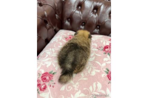 成約済の香川県のポメラニアン-153801の2枚目