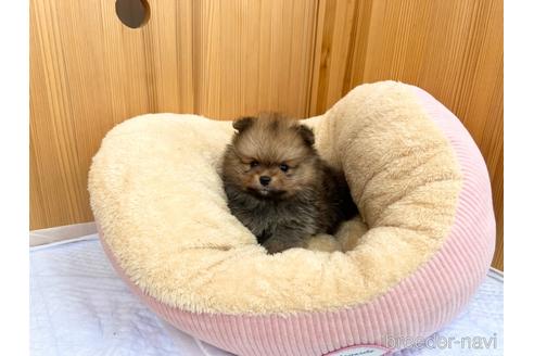 成約済の香川県のポメラニアン-153801の4枚目