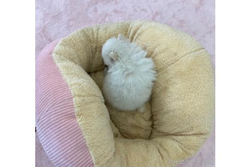 成約済の香川県のポメラニアン-155392の4枚目