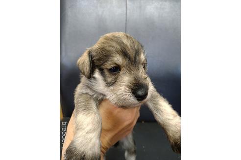 成約済の栃木県のミニチュアシュナウザー-154765の4枚目