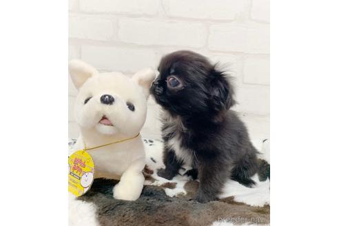 成約済の北海道のミックス犬-152209の6枚目