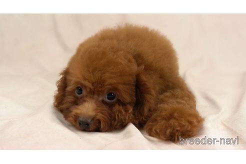 成約済の東京都のトイプードル-155411の1枚目