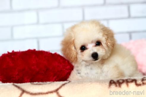 京都府でティーカッププードルの子犬を探す ブリーダーナビ