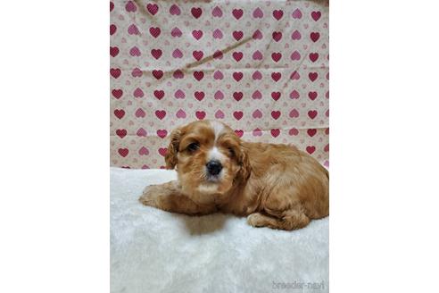 成約済の岩手県のミックス犬-154233の1枚目