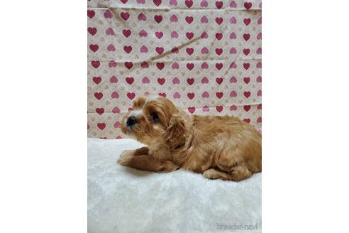 成約済の岩手県のミックス犬-154233の3枚目
