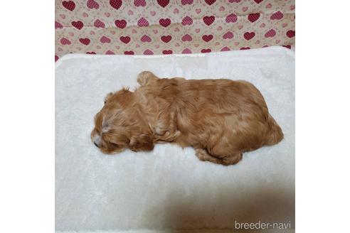 成約済の岩手県のミックス犬-154233の2枚目