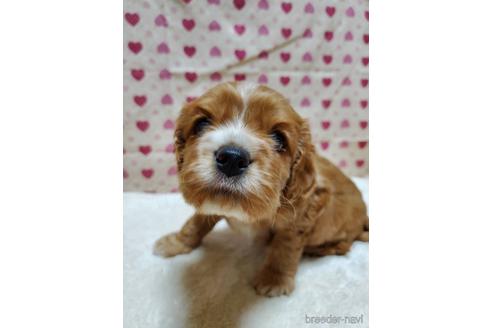 成約済の岩手県のミックス犬-154232の1枚目
