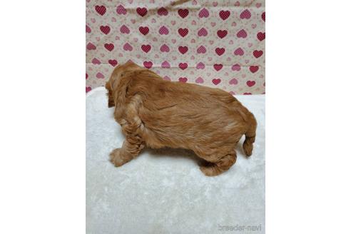 成約済の岩手県のミックス犬-154232の2枚目