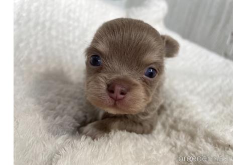 成約済の京都府のチワワ(ロングコート)-155443の2枚目