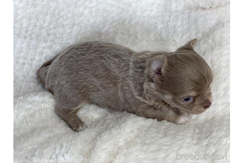 成約済の京都府のチワワ(ロングコート)-155443の3枚目