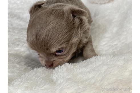 成約済の京都府のチワワ(ロングコート)-155443の4枚目