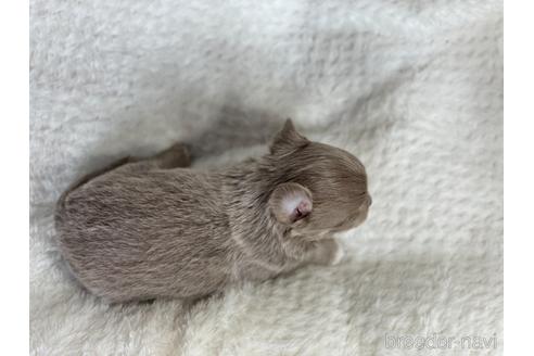 成約済の京都府のチワワ(ロングコート)-155443の5枚目