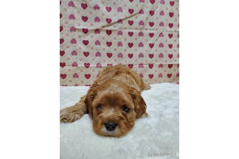 成約済の岩手県のミックス犬-154231