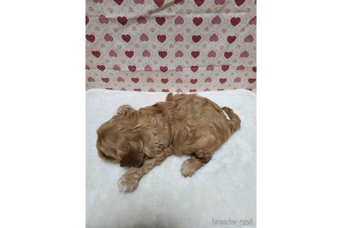成約済の岩手県のミックス犬-154231の2枚目