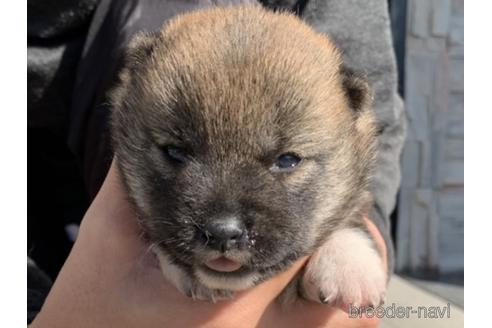 成約済の長崎県の柴犬-155451の1枚目