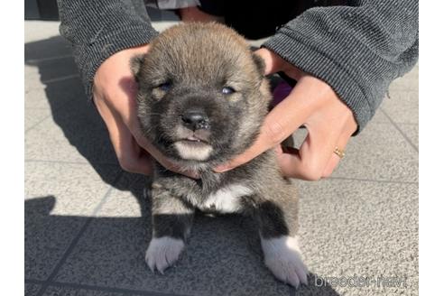 成約済の長崎県の柴犬-155451の5枚目