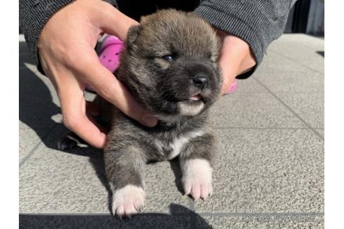 成約済の長崎県の柴犬-155451の4枚目