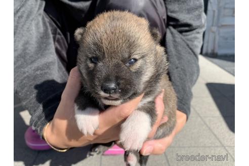 成約済の長崎県の柴犬-155451の2枚目