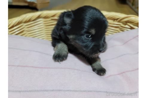 成約済の千葉県のポメラニアン-154510の3枚目