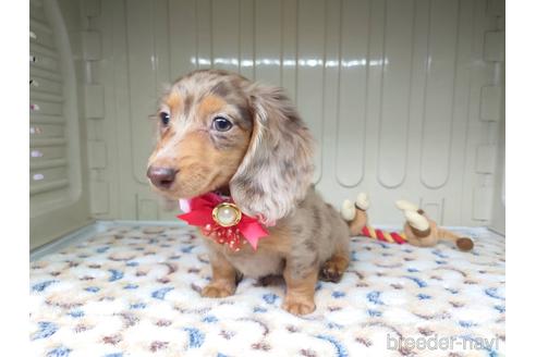 成約済の福岡県のカニンヘンダックスフンド(ロングヘアード)-146188の5枚目