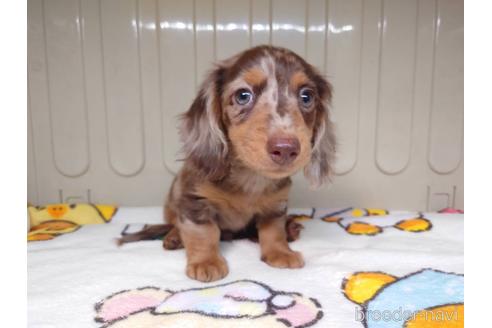 成約済の福岡県のカニンヘンダックスフンド(ロングヘアード)-155470の5枚目