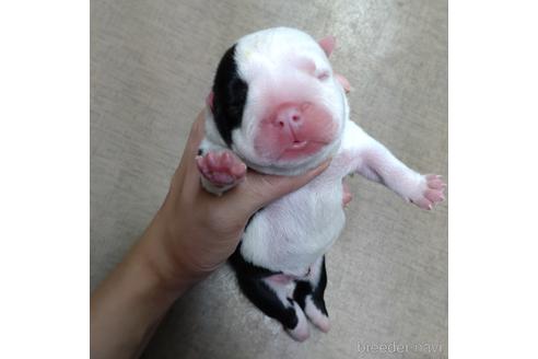 成約済の沖縄県のミックス犬-155501の26枚目