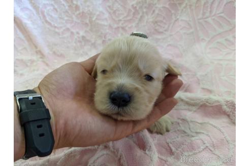 成約済の千葉県のゴールデンレトリーバー-155520の6枚目