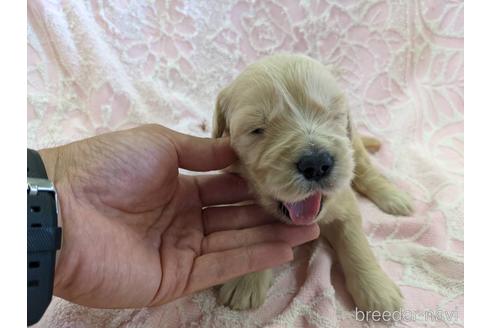 成約済の千葉県のゴールデンレトリーバー-155521の1枚目