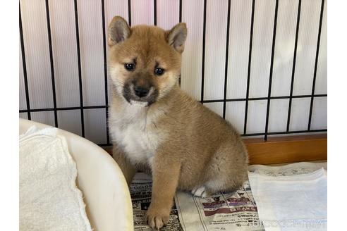成約済の岡山県の柴犬-151246の10枚目