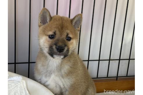 成約済の岡山県の柴犬-151246の9枚目