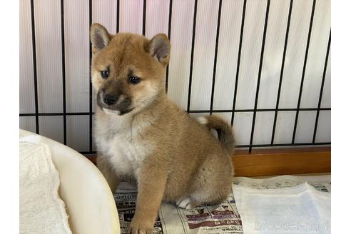 成約済の岡山県の柴犬-151246の8枚目