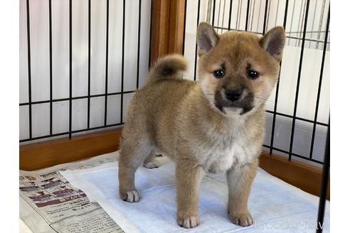 成約済の岡山県の柴犬-151246の7枚目