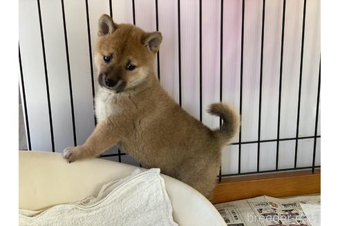 成約済の岡山県の柴犬-151246の6枚目