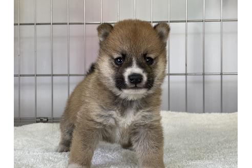 成約済の岡山県の豆柴-152353の1枚目