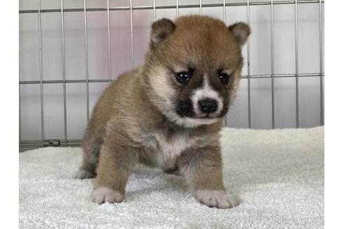 成約済の岡山県の豆柴-152353の5枚目