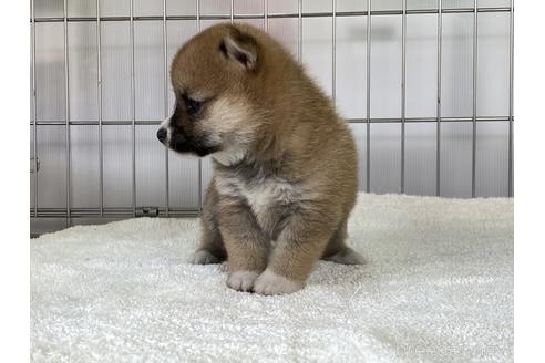 成約済の岡山県の豆柴-152353の4枚目