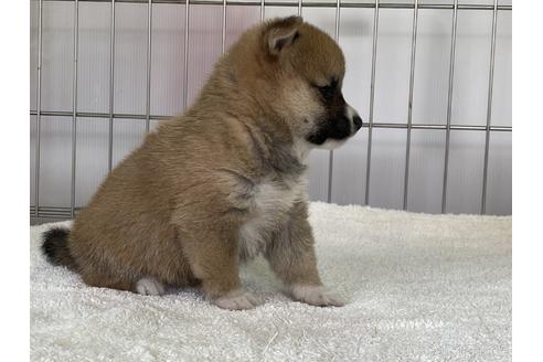 成約済の岡山県の豆柴-152353の3枚目