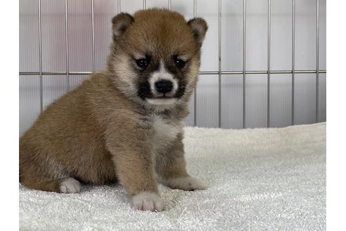 成約済の岡山県の豆柴-152353の2枚目