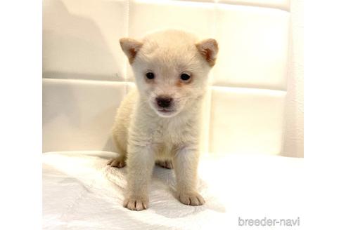 成約済の滋賀県の柴犬-155528