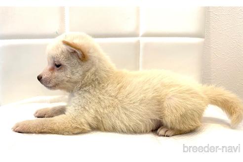 成約済の滋賀県の柴犬-155528の3枚目