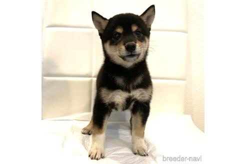 成約済の滋賀県の柴犬-155532